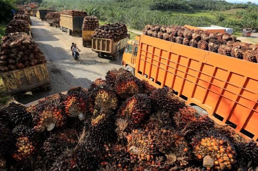 bahan bakar sawit